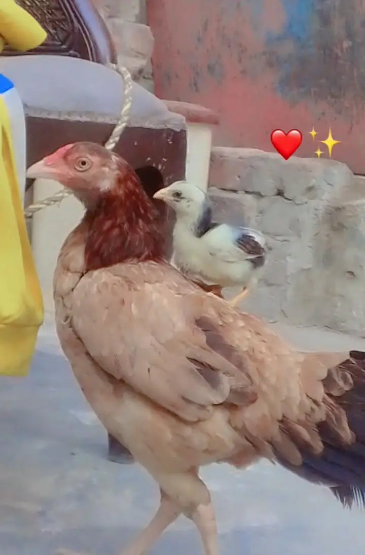 pasoo ke zrorat ha is Lia sale kr rha ha madii or naar joora ha — photo 12