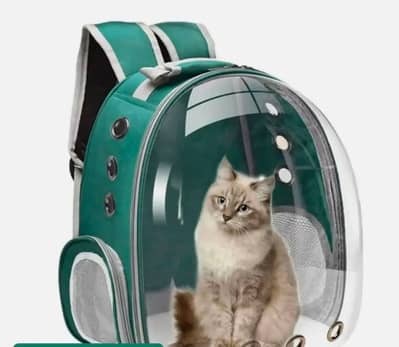 cat beg 03014564809 Whatsapp