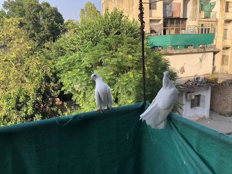lacky kabootar fancy one pairand Unka bacha lacky — photo 2
