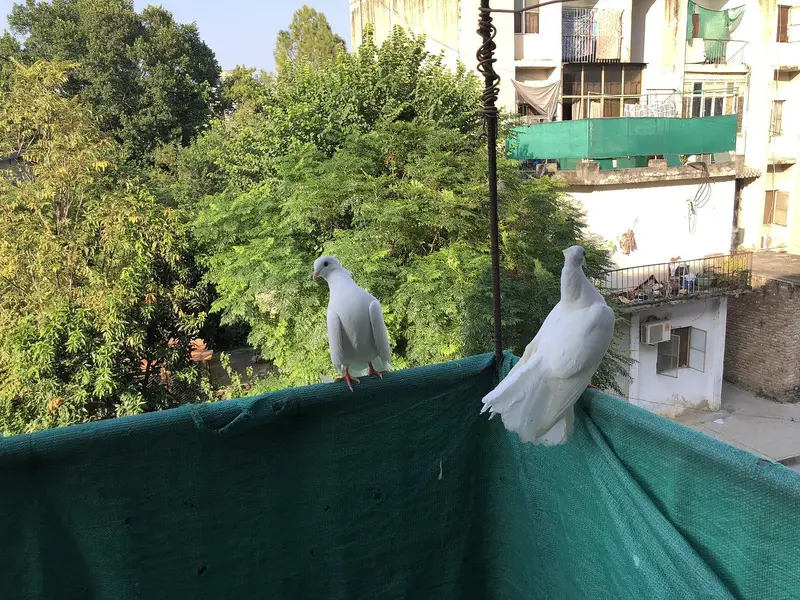 lacky kabootar fancy one pairand Unka bacha lacky — photo 4