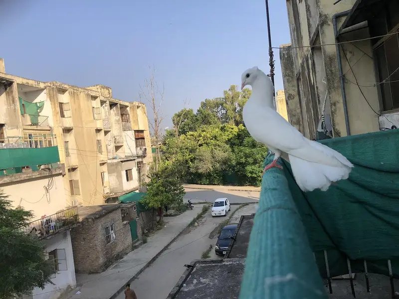 lacky kabootar fancy one pairand Unka bacha lacky — photo 5