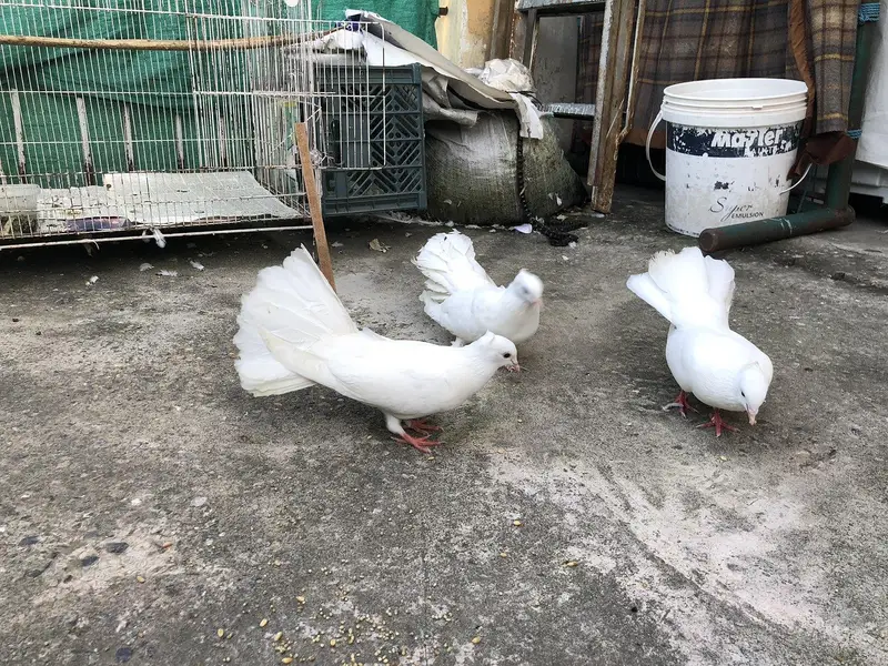 lacky kabootar fancy one pairand Unka bacha lacky — photo 6