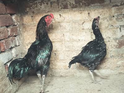 Thai breeder pair