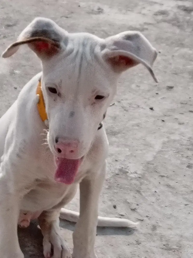 Pure Khohati gullteair dog