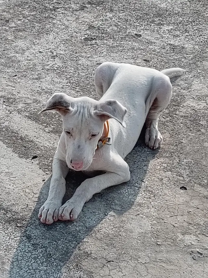 Pure Khohati gullteair dog — photo 2