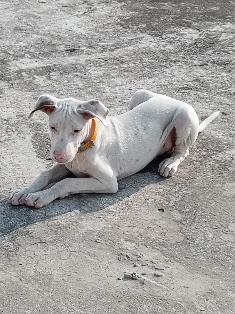 Pure Khohati gullteair dog — photo 3