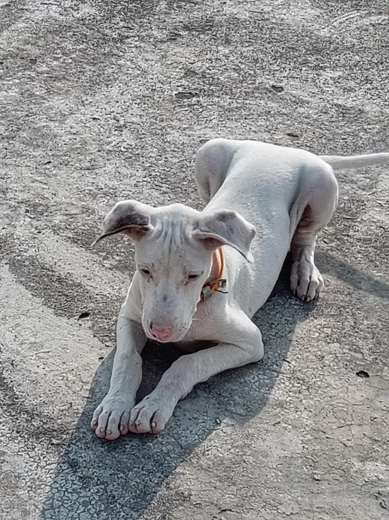 Pure Khohati gullteair dog — photo 4