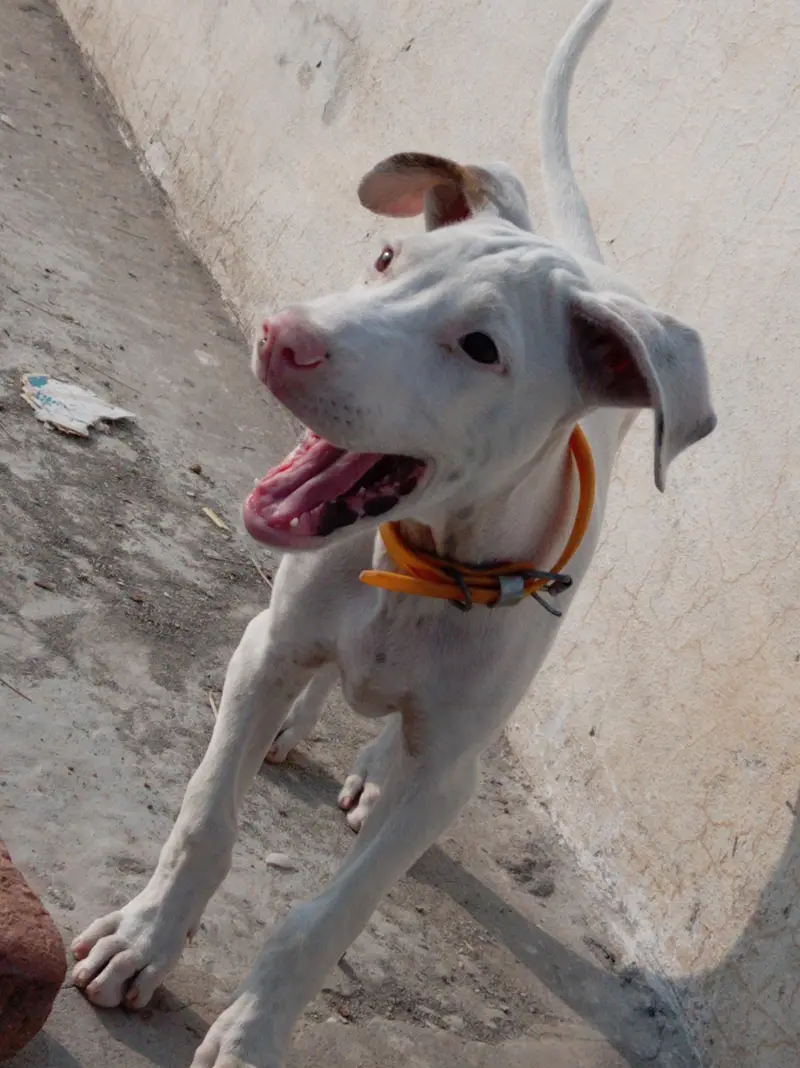 Pure Khohati gullteair dog — photo 5