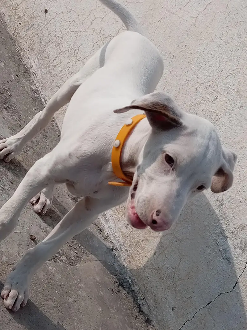 Pure Khohati gullteair dog — photo 6