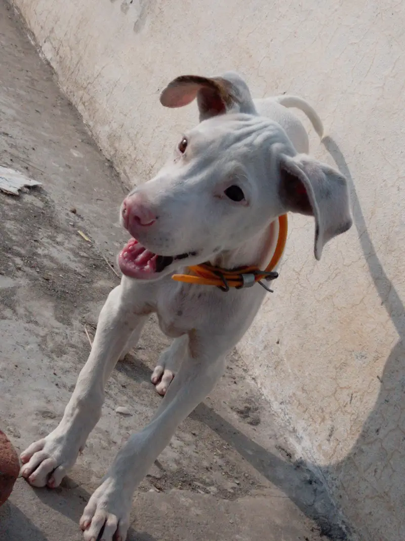 Pure Khohati gullteair dog — photo 7