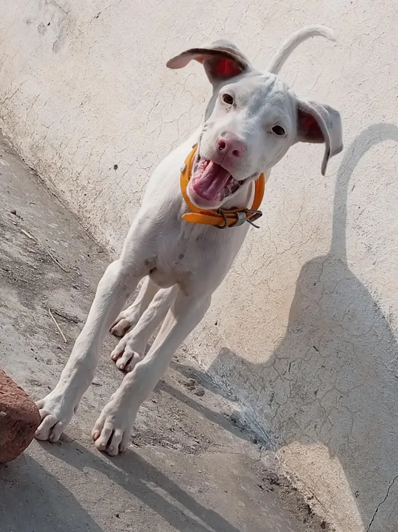Pure Khohati gullteair dog — photo 8