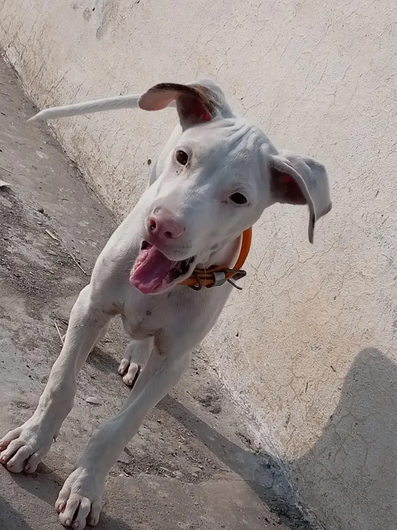 Pure Khohati gullteair dog — photo 9
