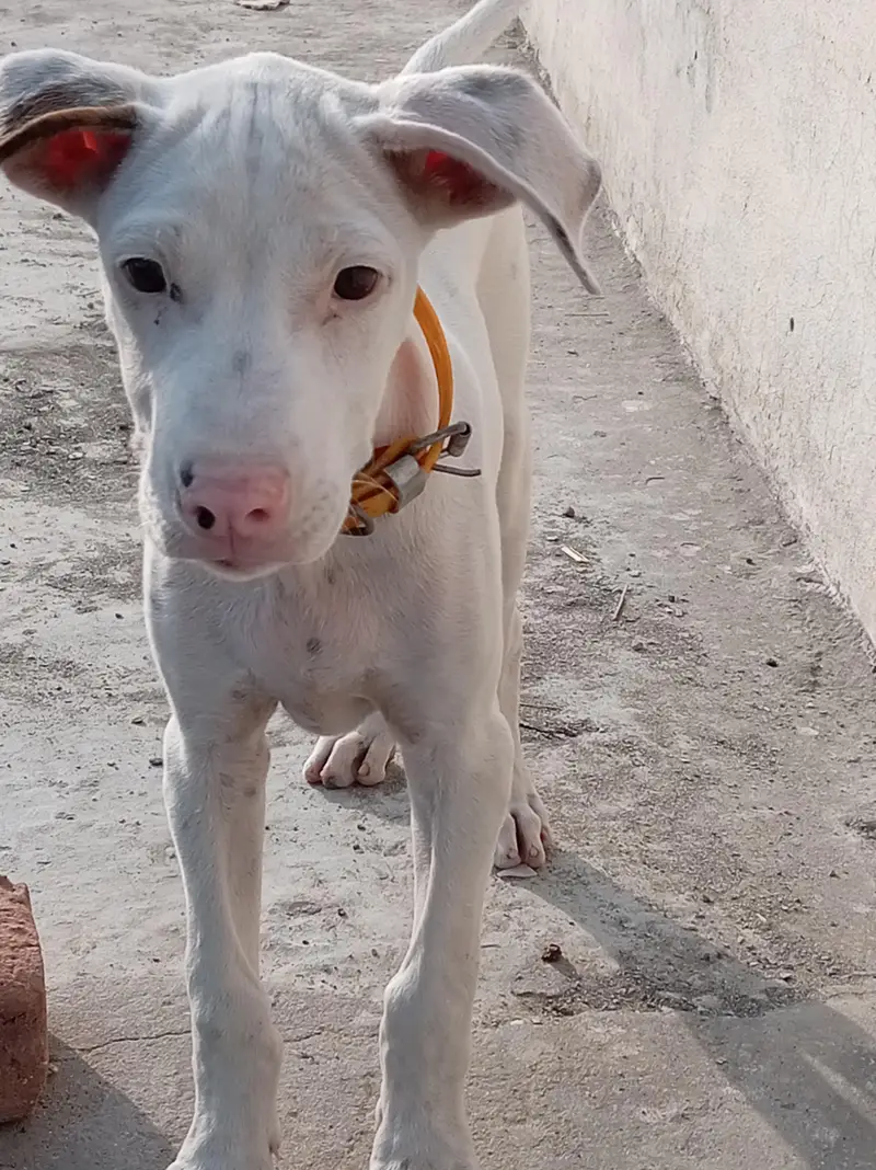 Pure Khohati gullteair dog — photo 10
