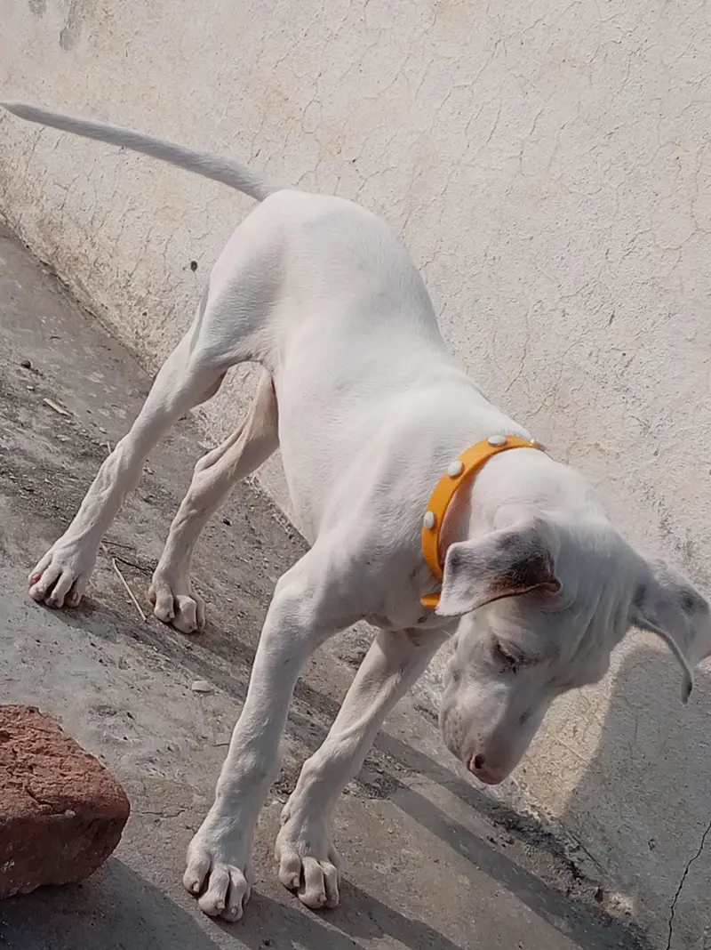 Pure Khohati gullteair dog — photo 11