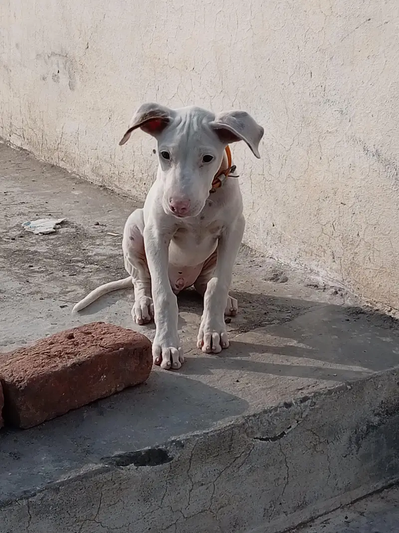 Pure Khohati gullteair dog — photo 12