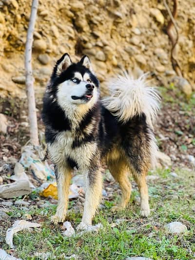 HOME BREED HUSKY MALE