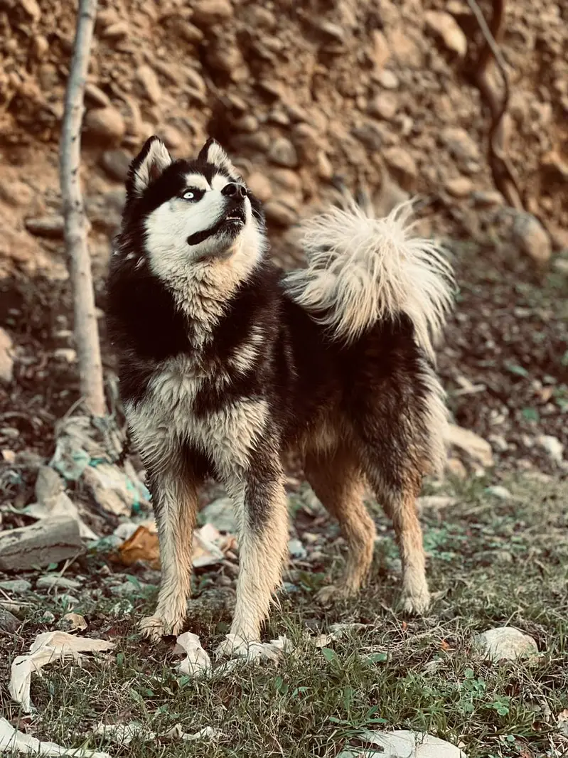 HOME BREED HUSKY MALE — photo 2