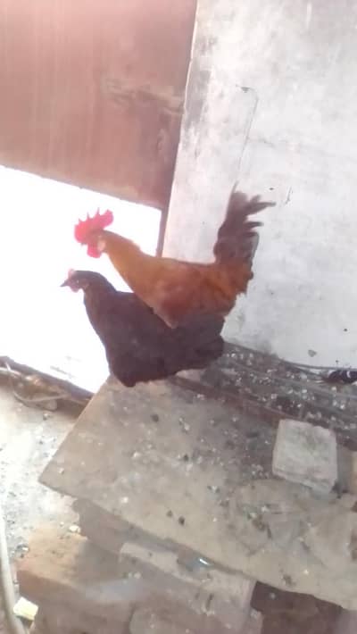 03157690860