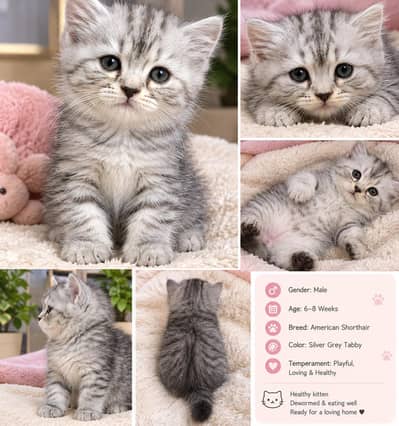 2 Kittens for Sale