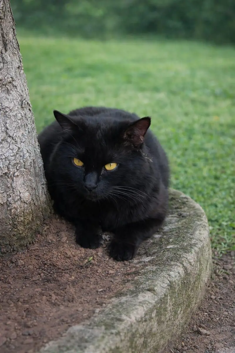 Mix Persian Black Cat