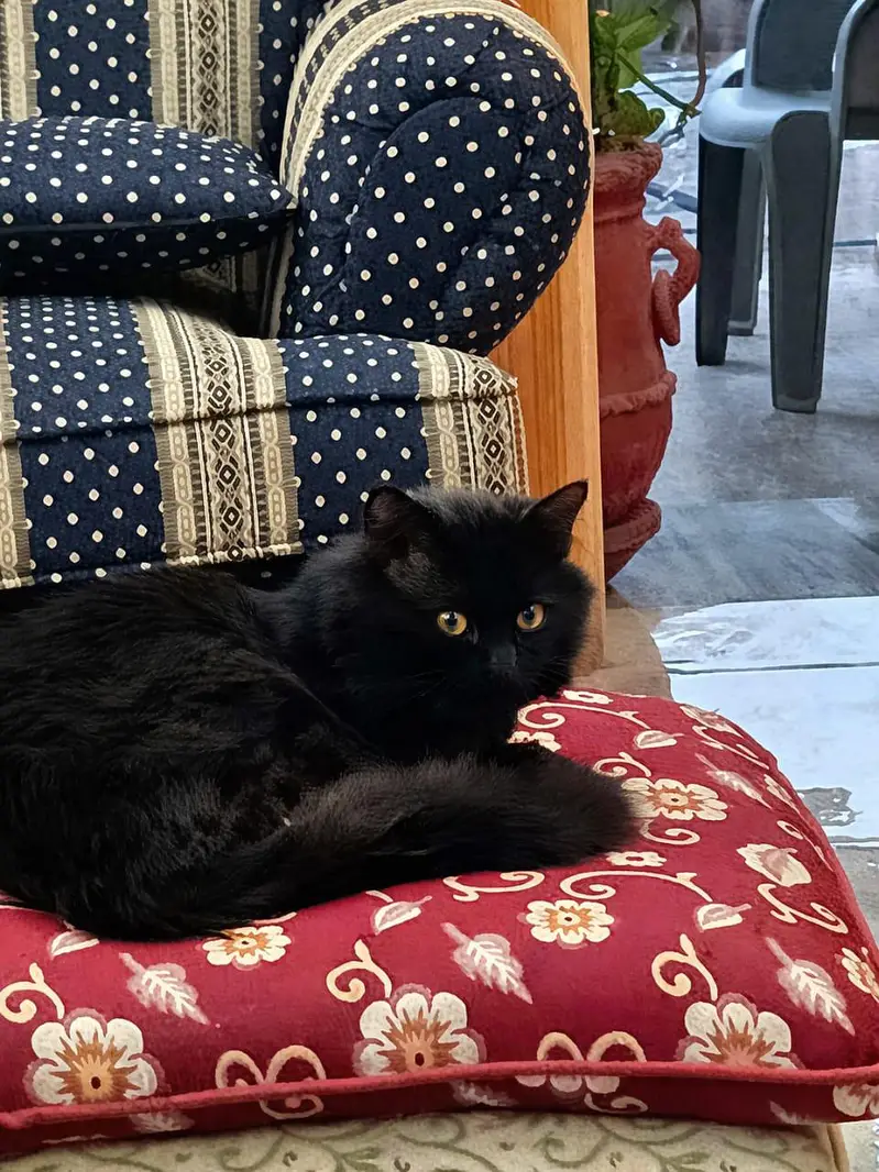 Mix Persian Black Cat — photo 2