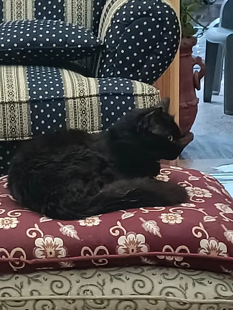 Mix Persian Black Cat — photo 3