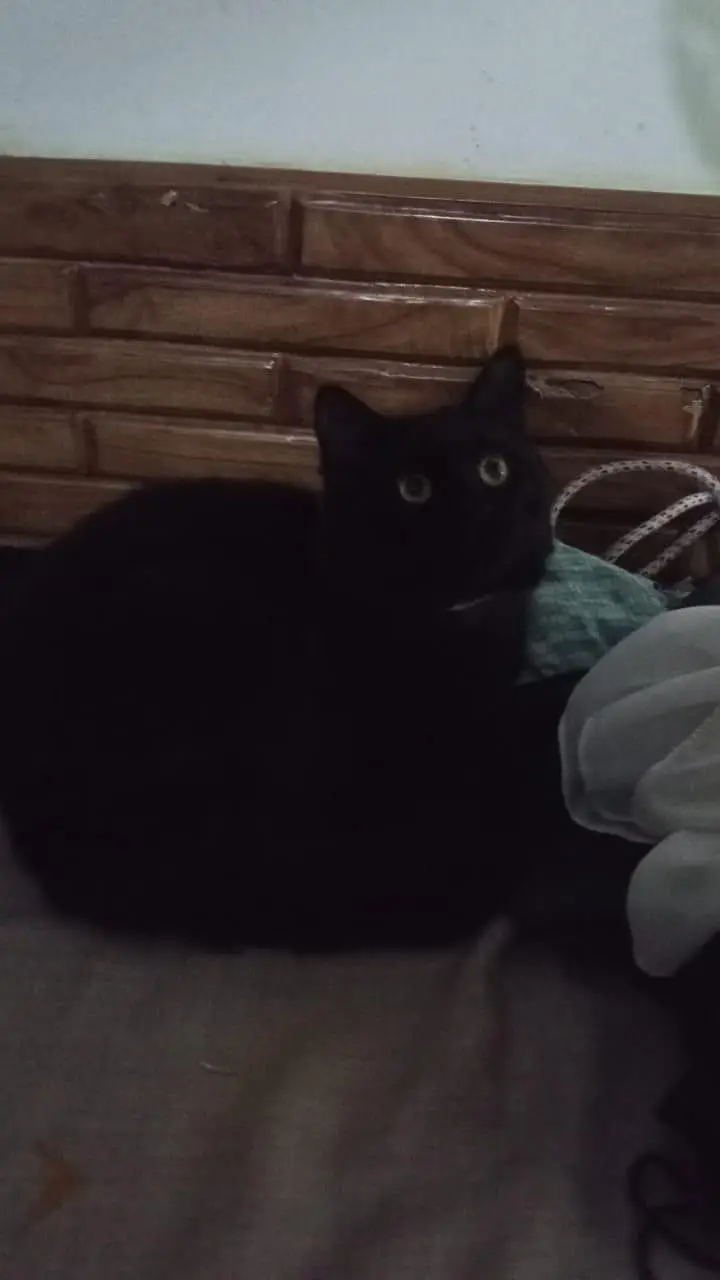 Mix Persian Black Cat — photo 4
