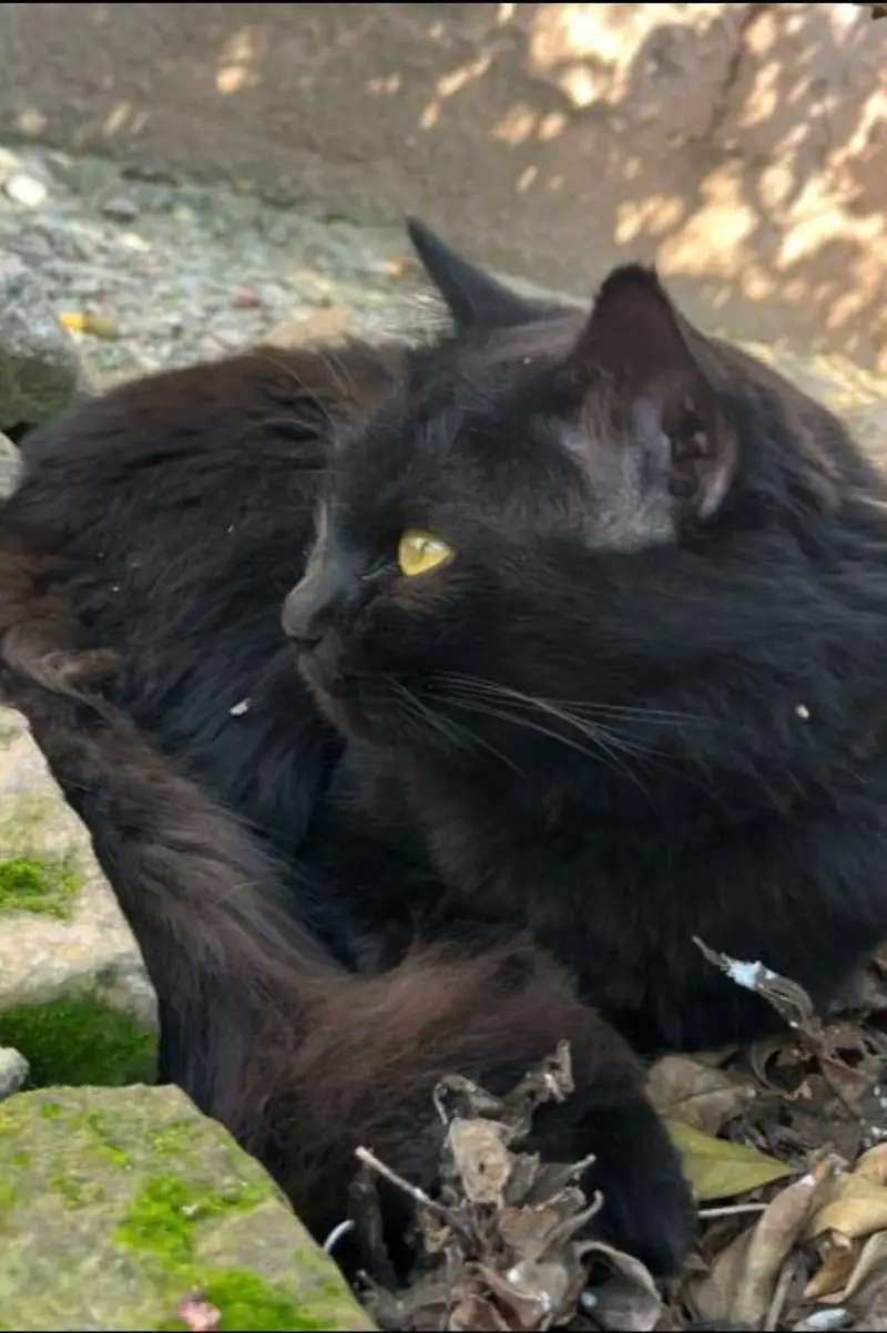 Mix Persian Black Cat — photo 5