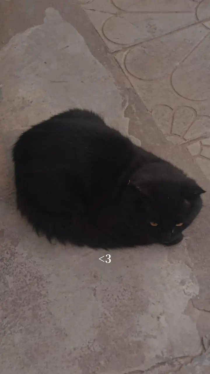 Mix Persian Black Cat — photo 6