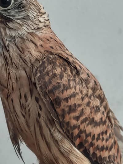 American Kestrel