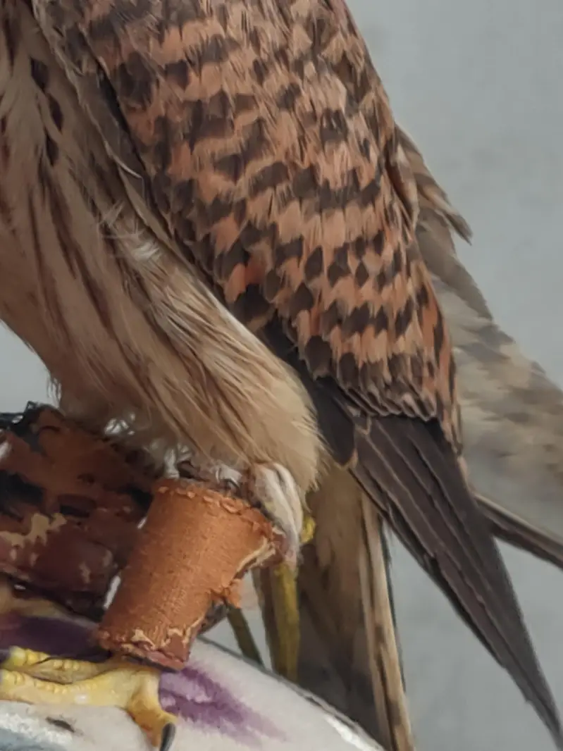 American Kestrel — photo 2