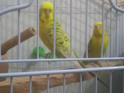 TCb pair