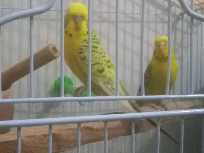 TCb pair