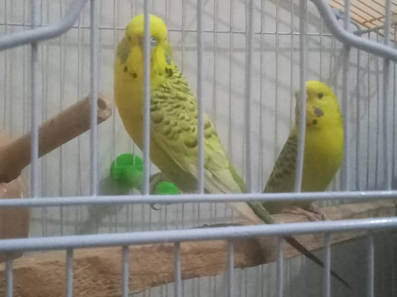 TCb pair 1