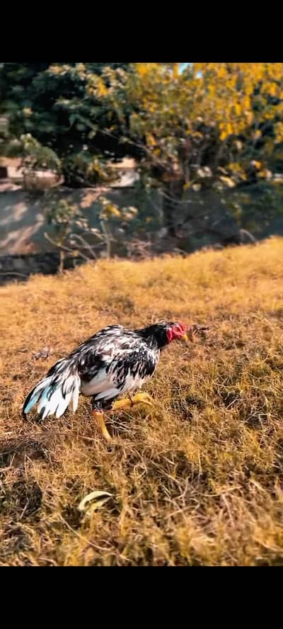 lasani bird