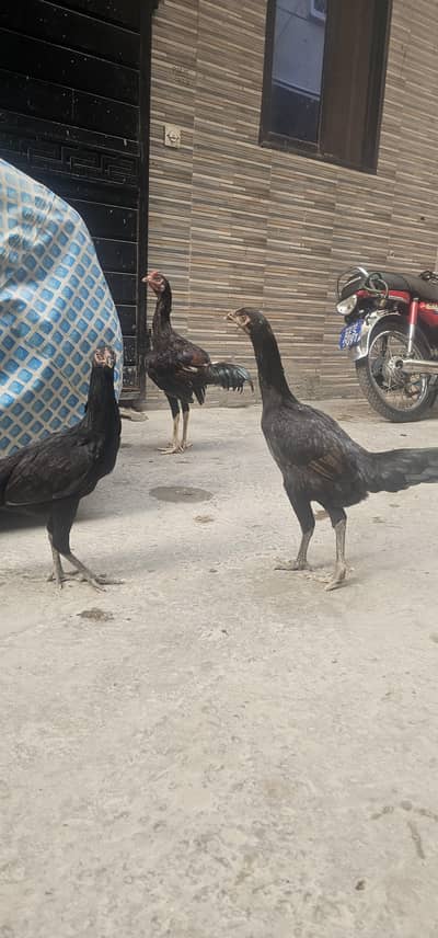 Aseel male and females