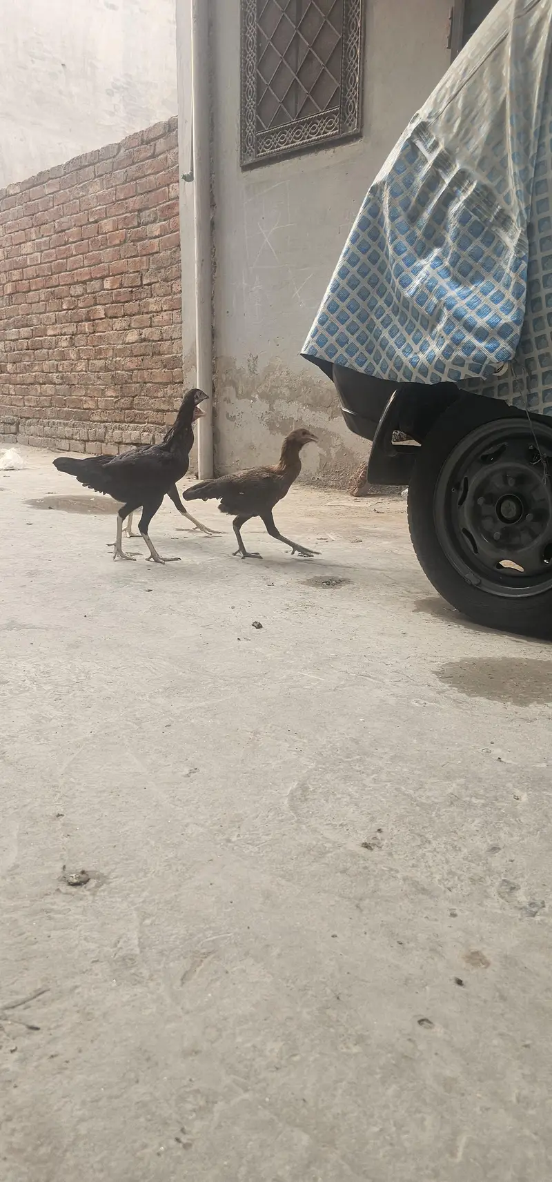 Aseel male and females — photo 3
