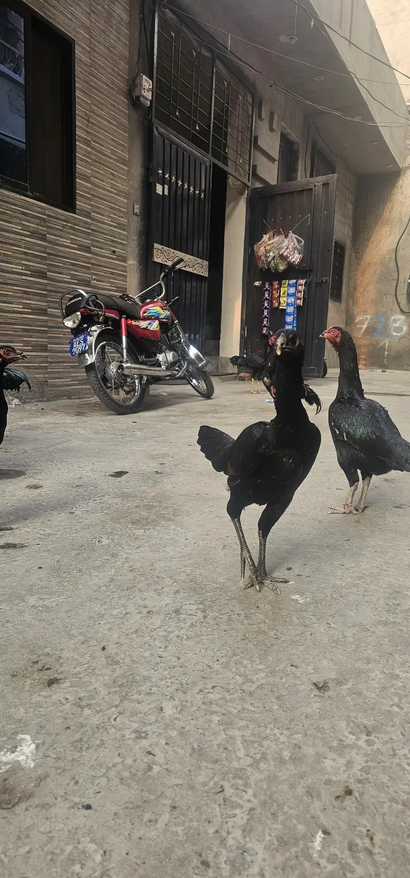 Aseel male and females — photo 4