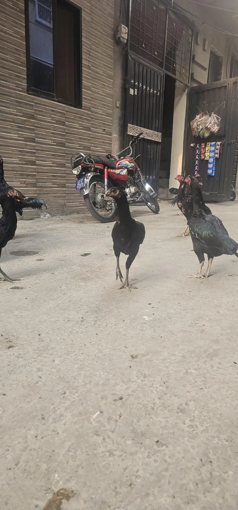 Aseel male and females — photo 5