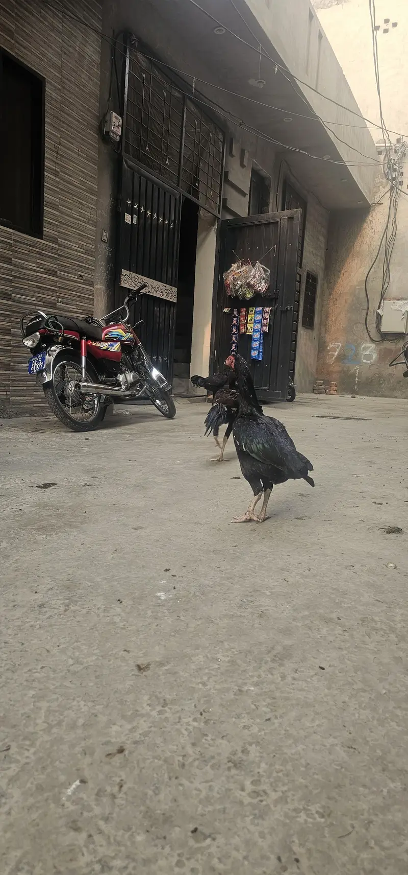 Aseel male and females — photo 6