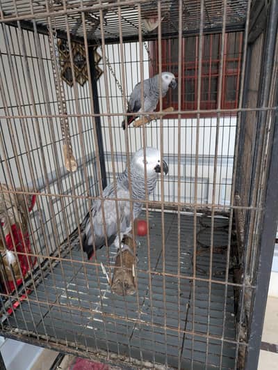 african grey parrot. . .