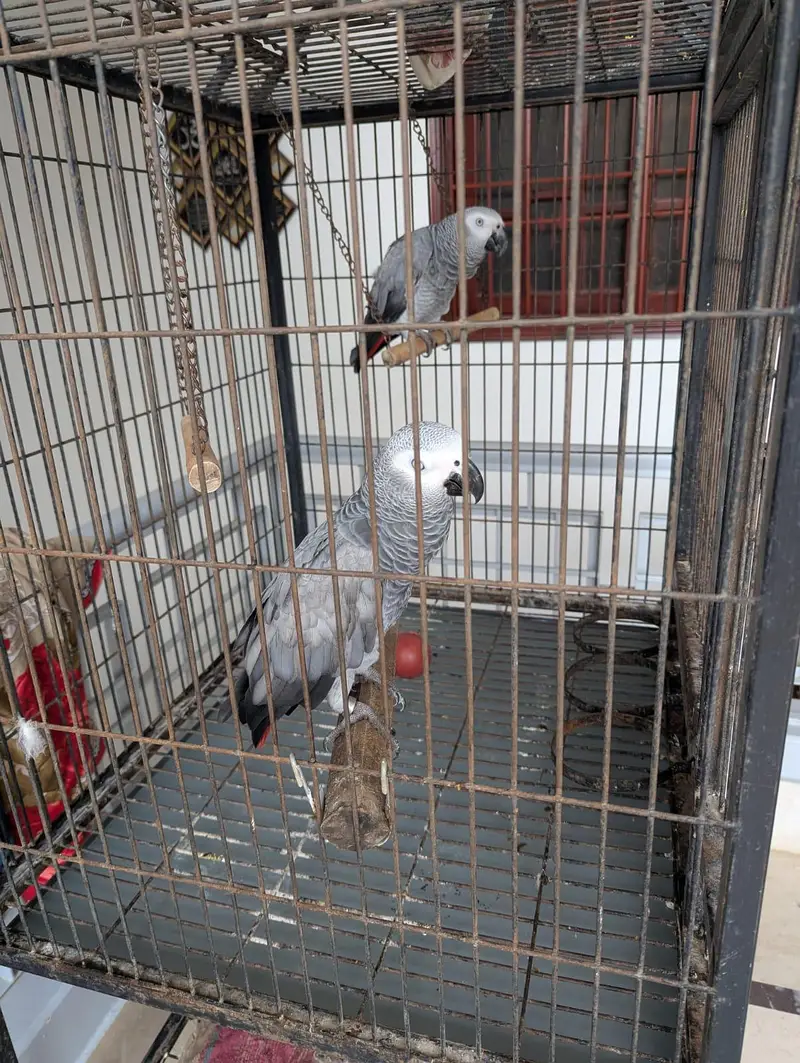 african grey parrot. . .