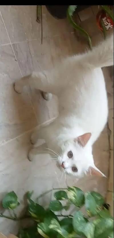 Persian kitten female exchange possible