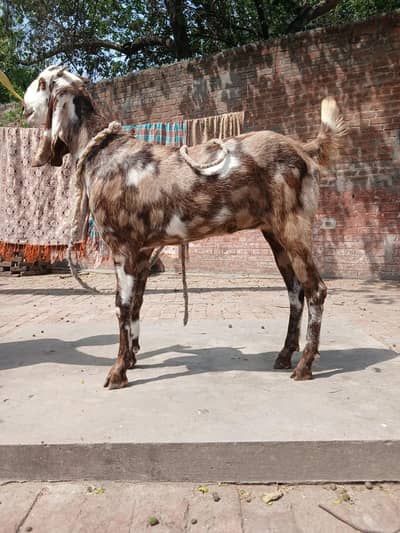 Bakri for sale