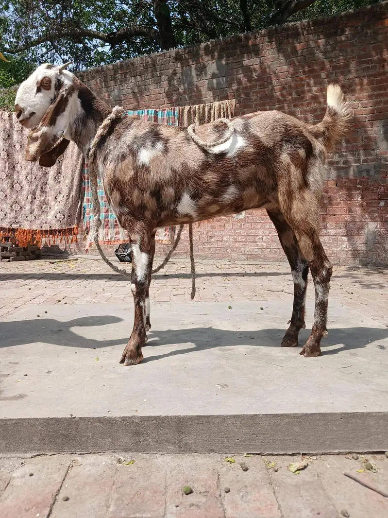 Bakri for sale — photo 2