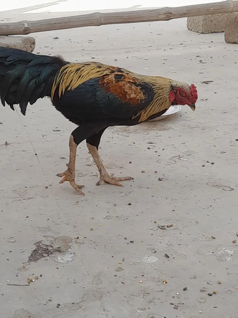 Asaal Murgha, Murghi and Chuza, hen — photo 3