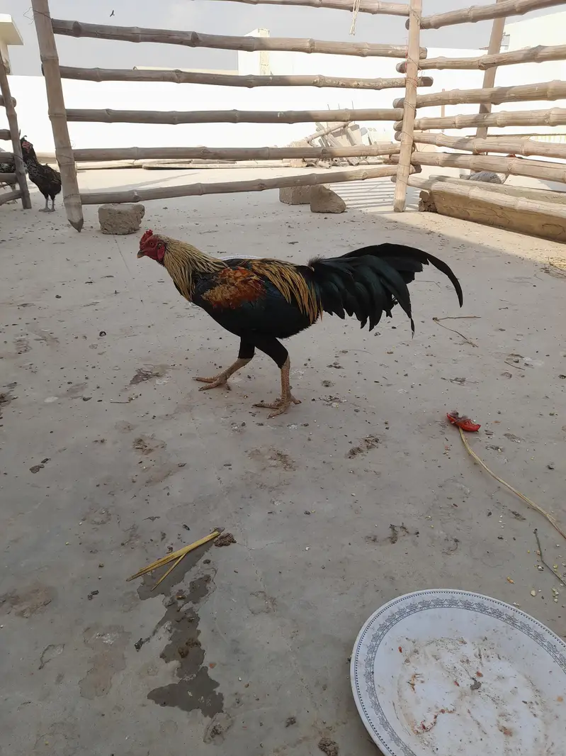 Asaal Murgha, Murghi and Chuza, hen — photo 4