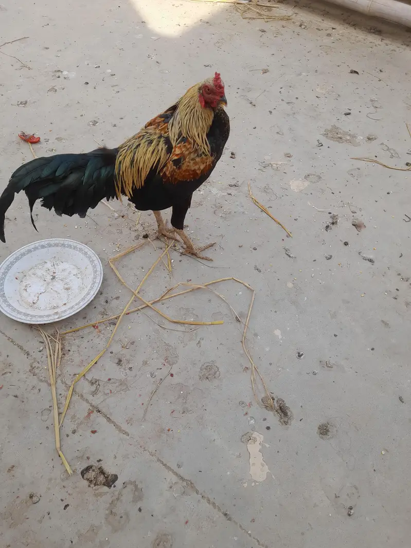 Asaal Murgha, Murghi and Chuza, hen — photo 5
