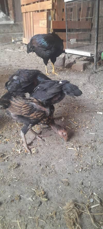 baby sell for  barzleen or lasni ka corras bap ki pic sath ha