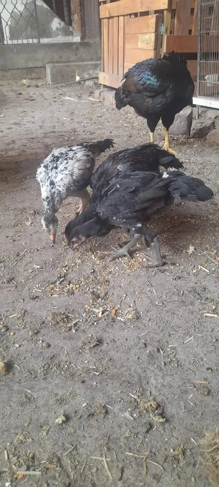 baby sell for  barzleen or lasni ka corras bap ki pic sath ha — photo 2